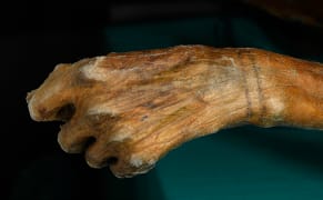 The World's Oldest Tattoos Are on the Weathered Skin of an Alpine Ice Mummy