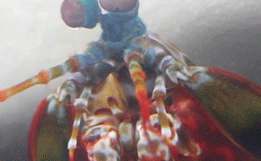 Seeing the World Through the Eyes of a Mantis Shrimp