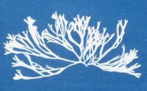 The First Woman Photographer Captured the Elegance of Algae