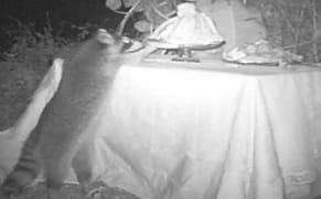 An Artist Serves Up Decadent Feasts for Wild Animals