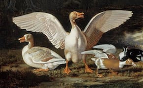 Weekend Words: Goose