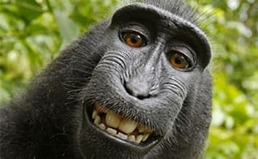 After PETA Lawsuit, Judge Rules Monkey Doesn’t Own the Copyright to His Selfie