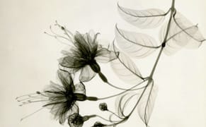 A Radiologist's X-Ray Photographs of Flowers from the 1930s