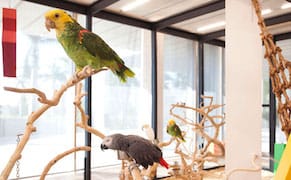 Four Parrots in a Cage Isn't Art! Four Parrots in a Cage Isn't Art!