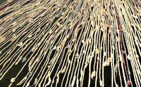 Unraveling the Lost Inca Language of Knots