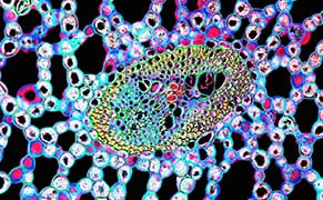 Psychedelic Micrographs Illuminate the Structures of Cells