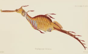 Illustrated Dolphins and Vampire Squid from the Dawn of Ocean Exploration