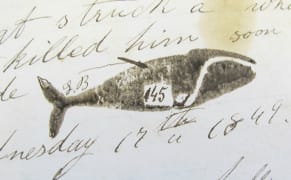 Rescuing the Logbooks of 19th-Century Whaling Ships