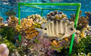 Photographing Biodiversity, One Cubic Foot at a Time