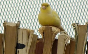 Cage aux Folios: Mark Dion Makes a Library for Birds