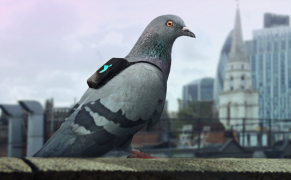 Pigeons Recruited to Measure the Invisible Toxicity of London's Air