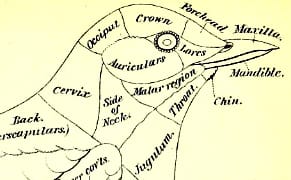 The Bird-Based Color System that Eventually Became Pantone