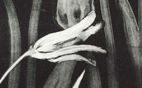 Piercing Clarity: Gail Mazur’s Poetry