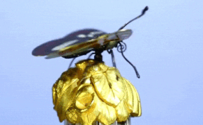 A 19th-Century Birdcage Automaton Comes to Life, and Auction