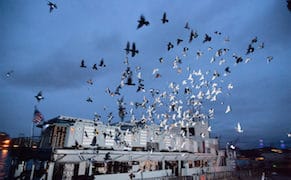 A Fleet of 2,000 Pigeons Takes Flight in Brooklyn, Ruffling Protesters’ Feathers