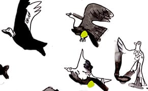 The Anarchy of the Pigeon