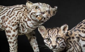 Terrible Taxidermy from When Exotic Animals Were Unknown in the West