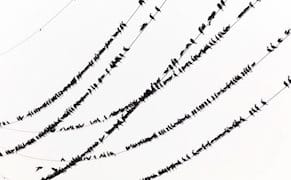 The Stark Beauty of Japan's Soaring Cormorant Population