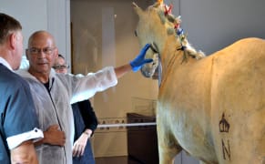 Taxidermists Restore Napoléon's Beloved White Horse