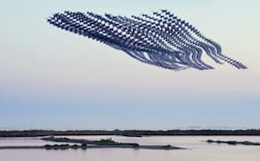 Stunning Chronophotographs Capture the Patterns of Birds in Flight