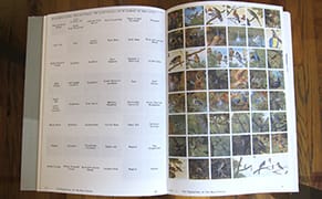 An Alternative Encyclopedia of Birds Categorized by Poop, Art History, and More