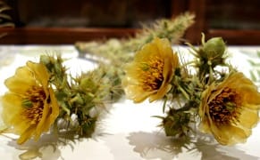 Harvard's Garden of Glass Flowers Blooms Again