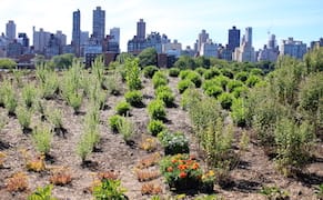 A Mini-Ecosystem Creates a Buzz at Socrates Sculpture Park