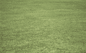 Grow a Grass Armchair in Your Garden