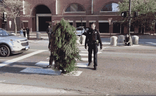Why Did the Tree Cross the Road? Because Performance Art