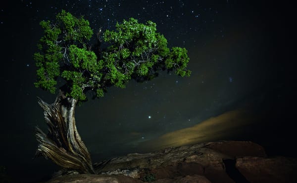 Nocturnal Photographs of the World's Oldest Trees
