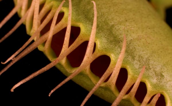 An Artist Who Cultivates Deadly Plants and Photographs Them