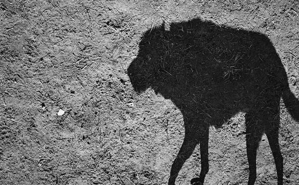 Unleashing Dogs' Inner Spirits in Photographs of Their Shadows