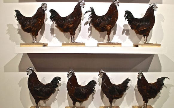An Artist Crossbreeds Chickens as a Metaphor for Global Exchange