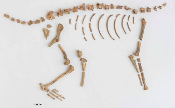 A Visit to New York City's New Subterranean Archaeological Repository