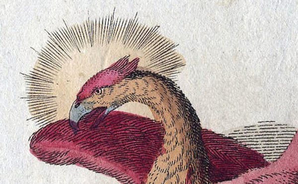 Weekend Words: Phoenix