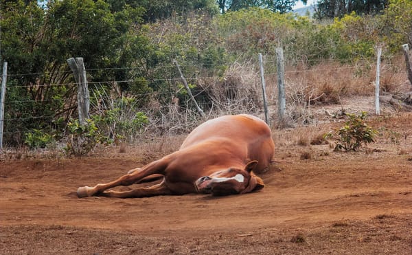 LA Artists Raised $100K for the ACLU — Now What?