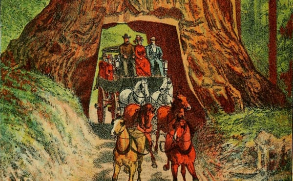 The Drive-Through Tree, a Relic with Roots in American Tourism