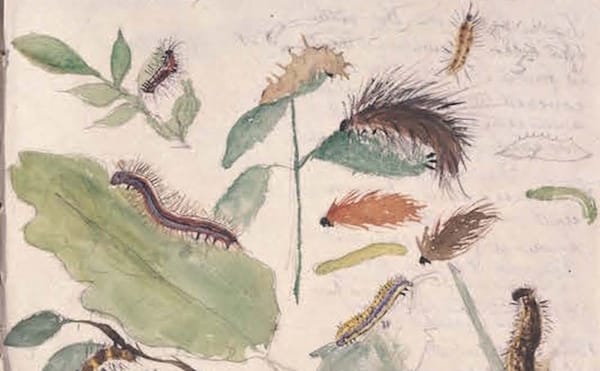 Tracing Beatrix Potter's Artistic Evolution, from Fungi to Peter Rabbit