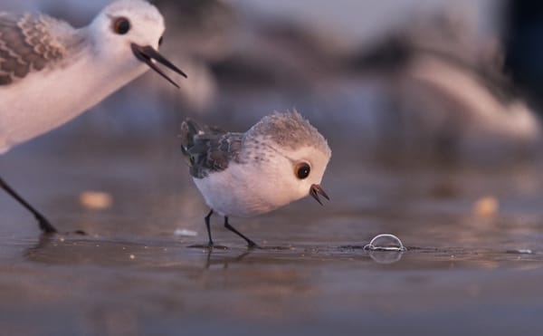 From a Suicidal Sheriff to a Scrappy Sandpiper, a Look at the 2017 Oscar-Nominated Animated Shorts