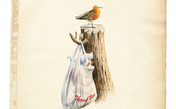 Audubon's 'Birds of America,' Updated for Our Polluted World