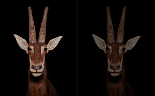 Mourning Extinction with a Museum’s Animal Artifacts