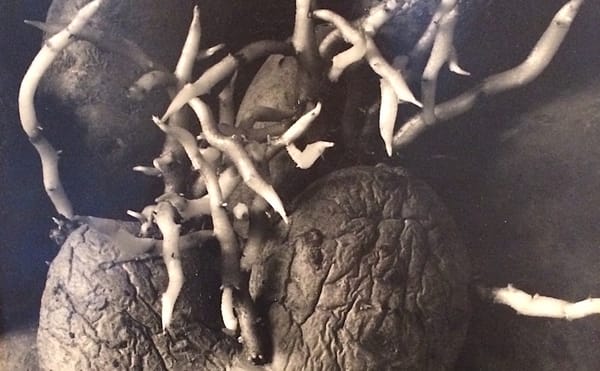 Agnès Varda’s Playful Recycling of Her Art