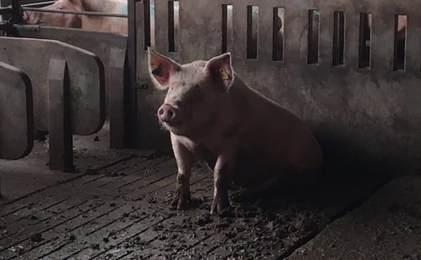 Field Report on an Artist and Her Pigs