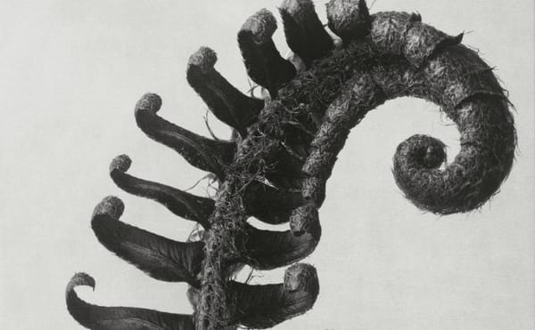 The Early-20th-Century Photographer Who Magnified the Alien Beauty of Plants