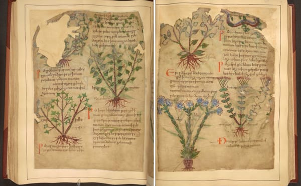 Peruse 1,000-Year-Old Medical Remedies, from Ox Bile to Mandrake Root