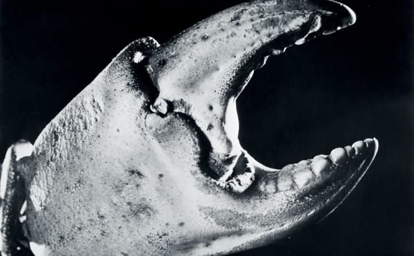 Resurfacing the Work of a Filmmaker Who Was Obsessed with the Underwater World