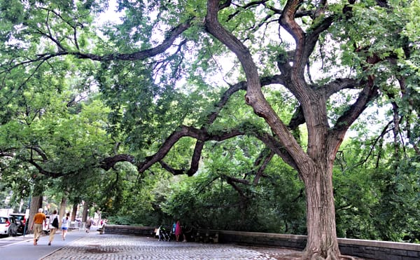 Using Google Street View Data to Track Urban Trees