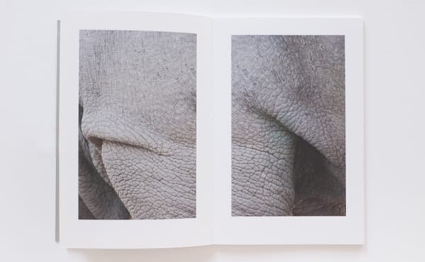 A Fragmented Portrait of the Last Male Northern White Rhino