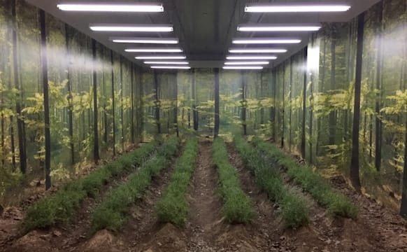 A Field of Lavender Nourished by Trump’s Tweets