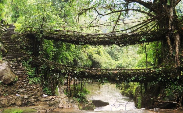 A Project Hopes to Save India's Vanishing Living Root Bridges
